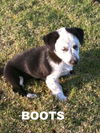 Cow Pups (Puppy)