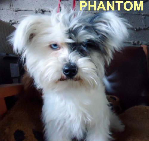 Phantom (Ritzy)