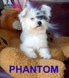 Phantom (Ritzy)