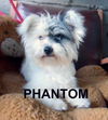 Phantom (Ritzy)