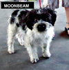 MoonBeam
