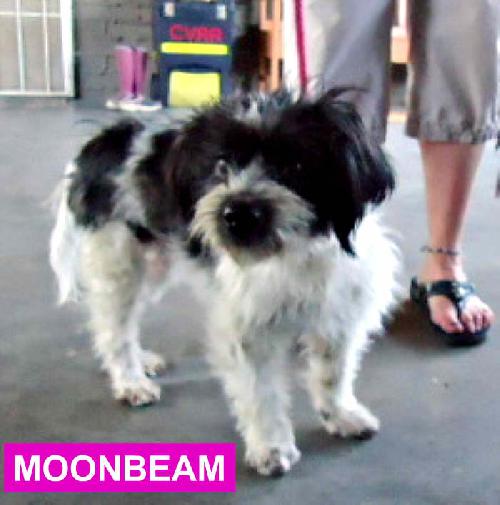 MoonBeam