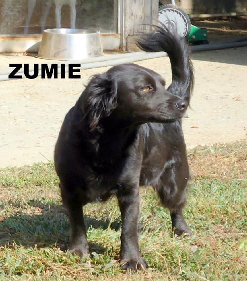 Zumie