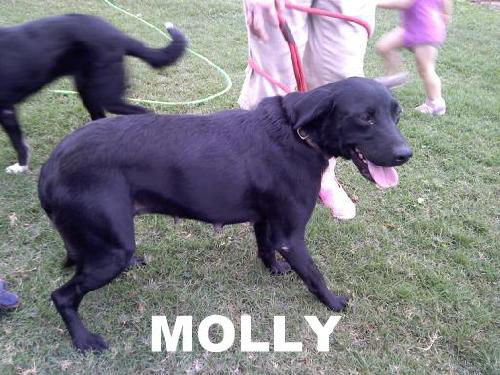 Molly (Ritzy)
