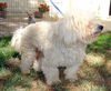 Sherman (Ritzy)