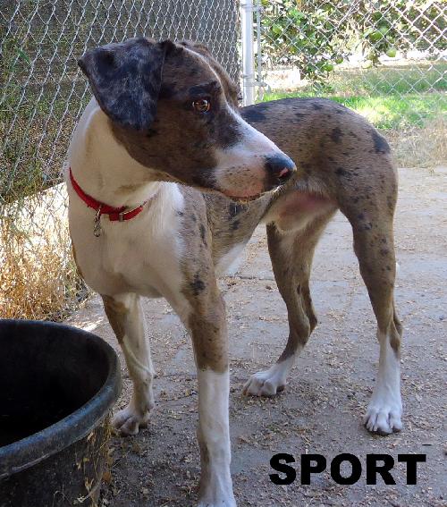 Sport