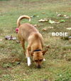 Bodie