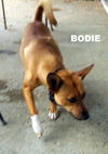 Bodie