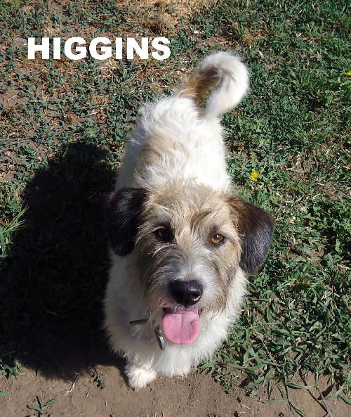 Higgins