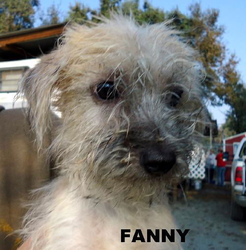 Fanny (Puppy)