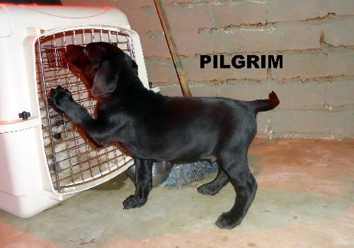 Pilgrim (Puppy)