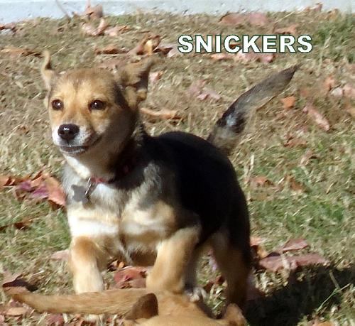 Snickers