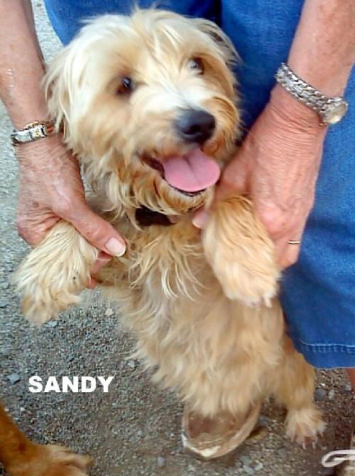 Sandy (GrandPaws)