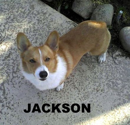 Jackson (Ritzy)