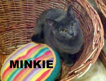 max and Minkie (Kittens)