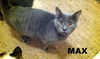 max and Minkie (Kittens)