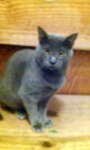 max and Minkie (Kittens)