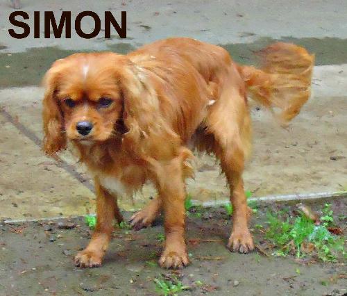 Simon (Ritzy)