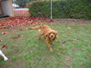 Simon (Ritzy)