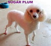 Sugar Plum (Ritzy)