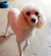 Sugar Plum (Ritzy)