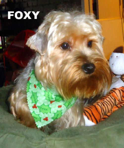 Foxy (Ritzy)