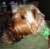 Foxy (Ritzy)