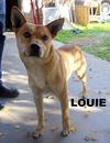 Louie