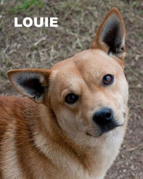 Louie