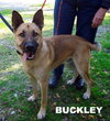 Buckley