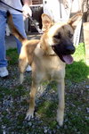 Buckley