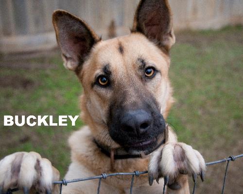 Buckley