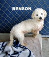 Benson (Ritzy GrandPaws)