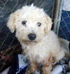 Benson (Ritzy GrandPaws)