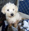 Benson (Ritzy GrandPaws)