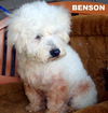 Benson (Ritzy GrandPaws)