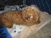 Reba (Ritzy)