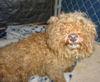 Reba (Ritzy)