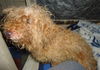 Reba (Ritzy)