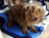 Reba (Ritzy)