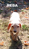 Reba (Ritzy)