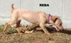Reba (Ritzy)