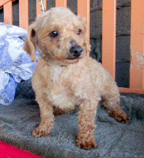 Reba (Ritzy)