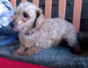 Reba (Ritzy)