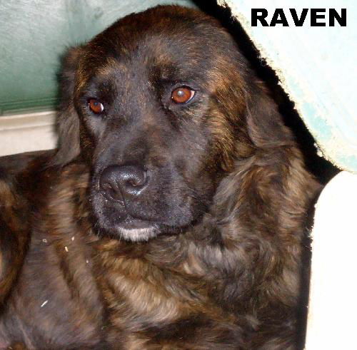 Raven