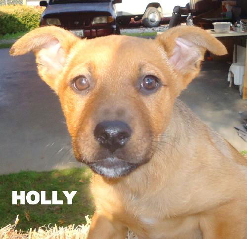 Holly  (Puppy)