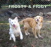 Frosty