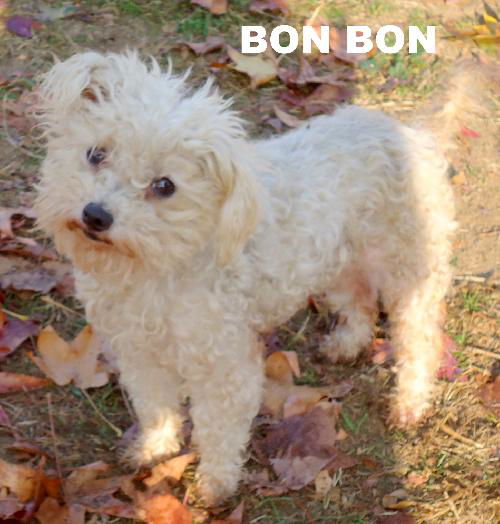 BonBon (Ritzy)