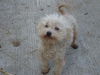BonBon (Ritzy)
