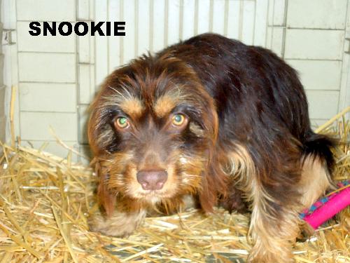 Snookie (Ritzy)